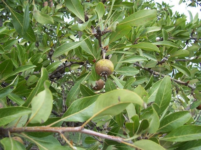 Pyrus amygdaliformis